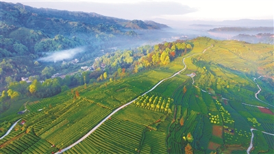 唱响绿水青山间的采茶欢歌——走进雅安市名山区红星镇骑龙村-四川