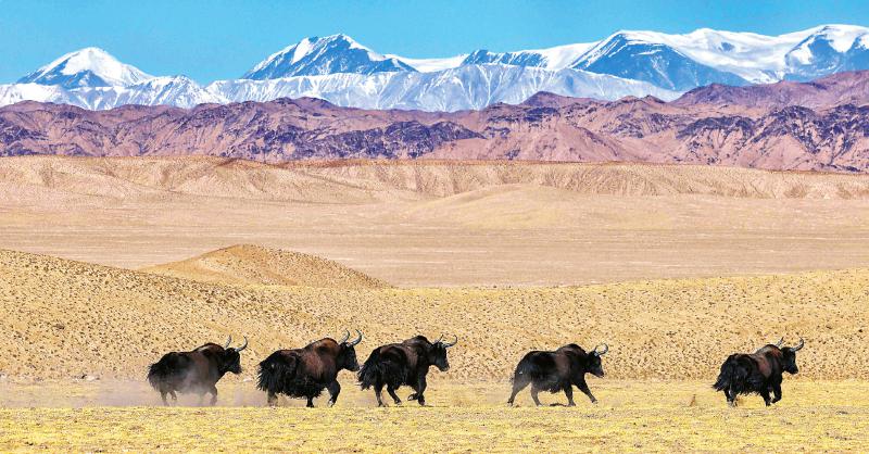 2021年1月12日,奔跑在高原草甸上的野牦牛群.