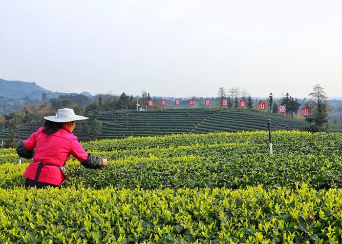 泸州市纳溪区护国镇梅岭村的特早茶基地里,采茶工正在忙着采茶.