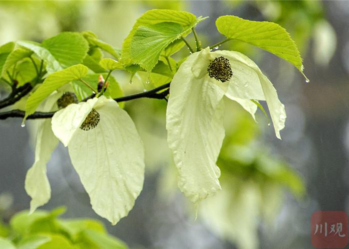 雅安荥经 珍稀植物鸽子花"翩翩起舞"-四川文明网