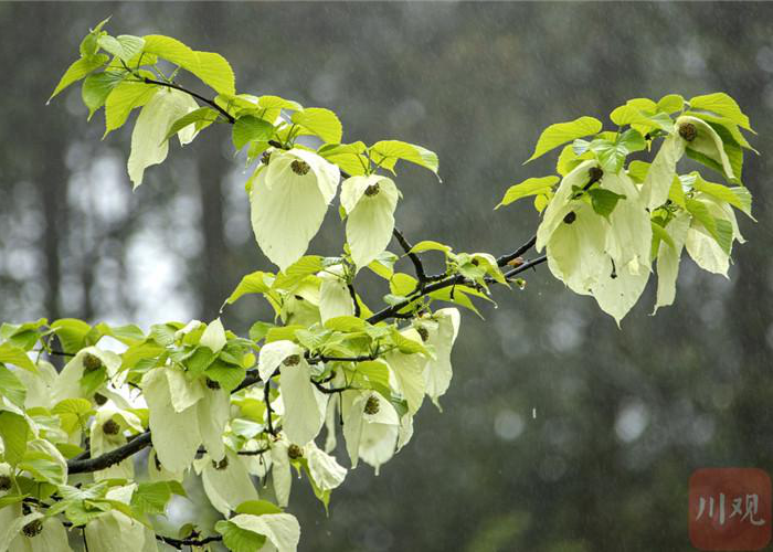 雅安荥经 珍稀植物鸽子花"翩翩起舞"-四川文明网