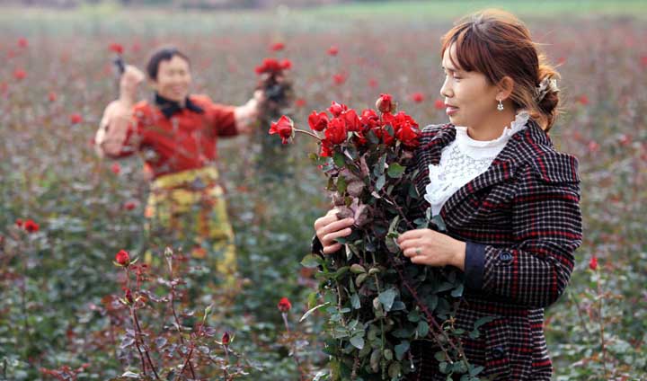 新农村景象之《幸福花田》